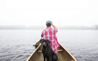 who gets the pets in a divorce?