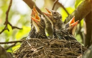 bird nesting after divorce