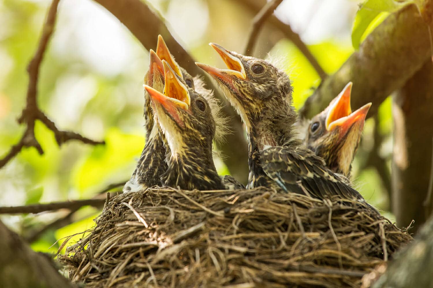 bird nesting after divorce